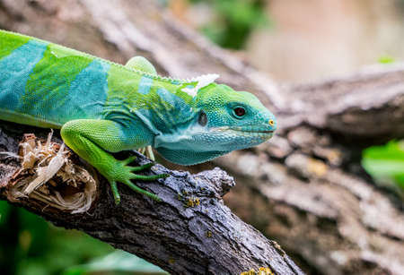 Fiji Banned Iguana sitting on a Branchの写真素材