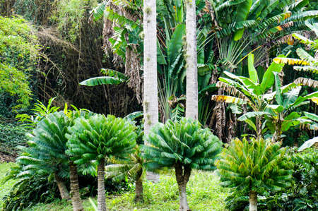 three young small royal palms growing i tropical Forestの写真素材