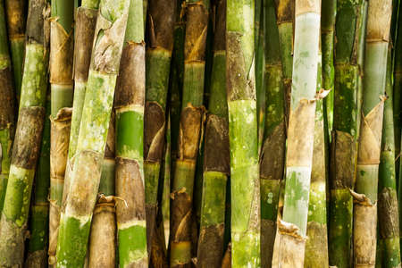 Bamboo forrest close up, Fence of stalks growing closeの写真素材