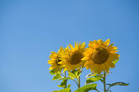 Sunflowers in full bloom in the sunshineの写真素材