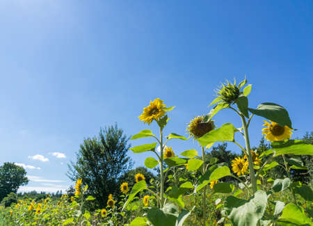 Sunflowers in full bloom in the sunshine