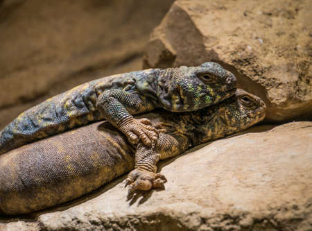 a blue Spiny Lizard and one Gila Monster lying together on the stoneの写真素材
