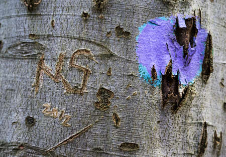 close-up of tree trunk with engraving and spray blob