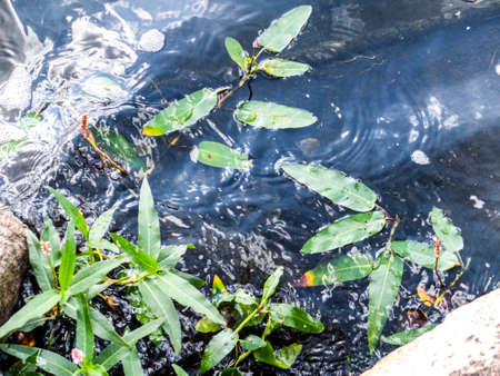 the lake surface with sea plants in the sunbeams