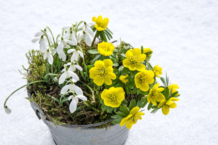 The first signs of spring. Winter aconite and snowdrops in a zinc pot stands in fresh snowの写真素材