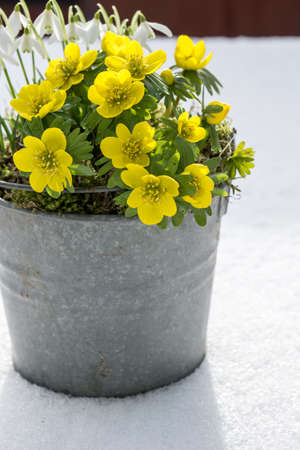 The first signs of spring. Winter aconite and snowdrops in a zinc pot stands in fresh snowの写真素材