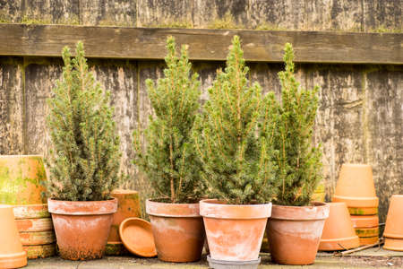 romantic idyllic plant table in the garden with old retro flower pot pots, garden tools and plants. Rustic table with flower pots, potting soil, trowel and plantsの写真素材