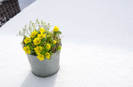 The first signs of spring. Winter aconite and snowdrops in a zinc pot stands in fresh snowの写真素材