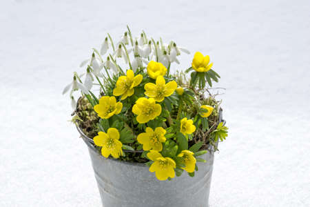 The first signs of spring. Winter aconite and snowdrops in a zinc pot stands in fresh snowの写真素材