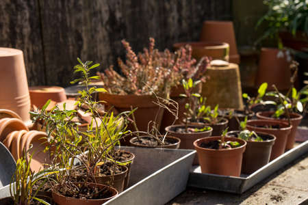 romantic idyllic plant table in the garden. Spring Preparing the garden. Cuttings and new plants...
