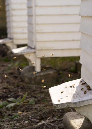 White Hives with a lively traffic of bees buzzing fly in and out of the hive in their hunt for food, Pollenの写真素材