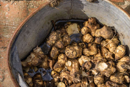 Spring Preparing the garden the last of the winters supply of Jerusalem artichokes are dug up and...