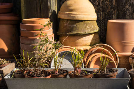 romantic idyllic plant table in the garden. Spring Preparing the garden. Cuttings and new plants...