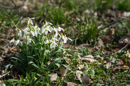 This spring's first flowers peeping out of the ground. Snowdrops in a small cluster illuminated in the dark soilの写真素材