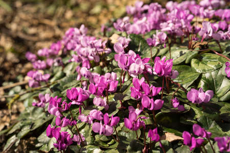 This spring's first flowers peeping out of the ground. The small purple cyclamen flowers in the...