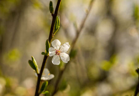 Spring brings the branches of the trees to flowering. Small delicate white flowers in the spring sunの写真素材