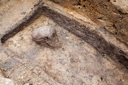 Archaeological excavation with skeletons and skulls still half buried in the groundの写真素材