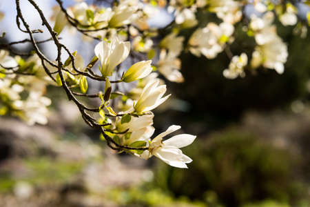Magnolia flowers in full bloom in spring on the trees branches