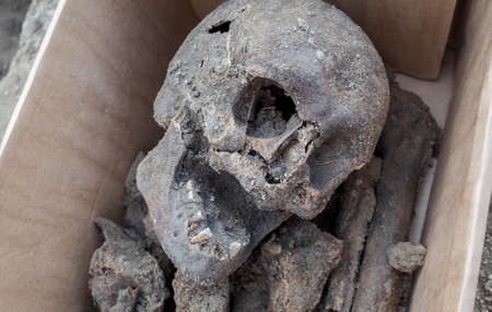 Archaeological excavation with skeletons and skull taken from the ground and placed in a storage box...