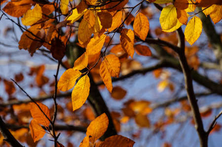 Dried faded beech leaves still on the branch against the blue sky