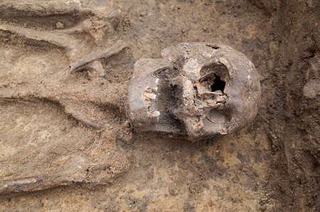 Archaeological excavation with skeletons and skulls still half buried in the groundの写真素材