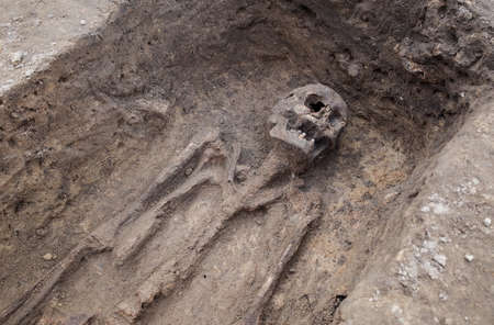 Archaeological excavation with skeletons and skulls still half buried in the ground