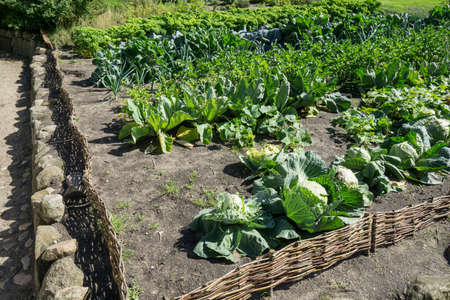 Vegetable garden with homemade vegetables and surrounded by a small veiled fenceの写真素材