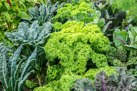 Vegetable garden with green cabbage plants growingの写真素材