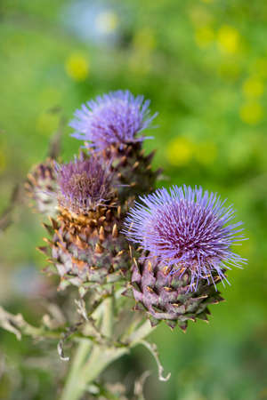Milk Thistle in full bloom growing in the garden. The plant is used both as medicine and as a health diet supplement. Silybum Marianumの写真素材