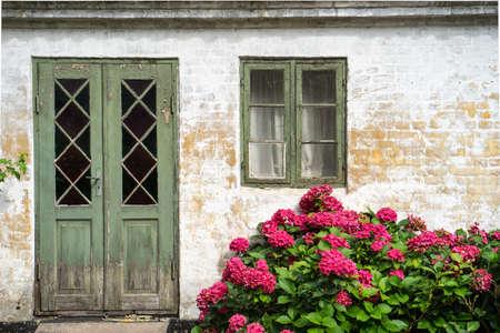 Hydrangea in splendid red bloom, growing up in front of old building with green cracked painted window and doorの写真素材