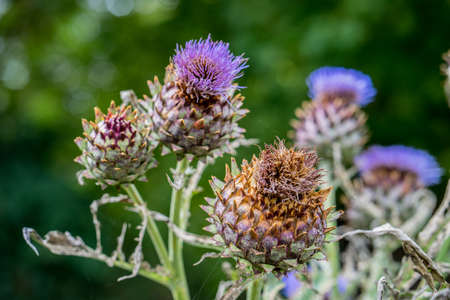 Milk Thistle in full bloom growing in the garden. The plant is used both as medicine and as a health diet supplement. Silybum Marianumの写真素材