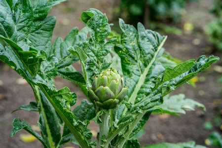 Artichoke plant growing in vegetable garden. The artichoke itself grows up in the middle of the plantの写真素材