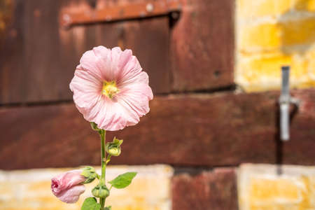alcea flower in full pink flora, growing up in front of old timbered buildingの写真素材