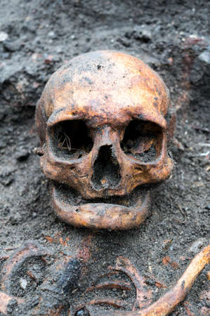 Archaeological excavation with skull still half buried in the ground. The skull have no teeth leftの写真素材