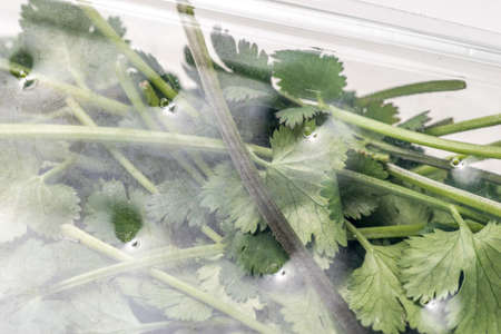 Organic green Parsley in Plastic container isolated on whiteの写真素材