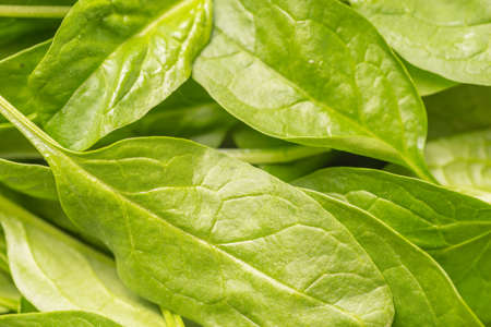 close up of organic crispy baby spinach leaves
