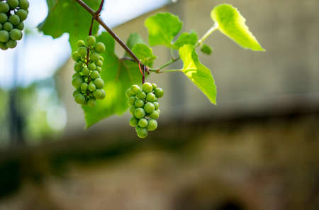 Green Organic Grapes hanging from the vine with the old tree trunks in the summerの写真素材
