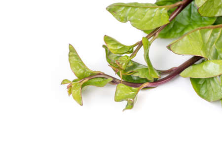 Organic Malabar Spinach isolated on white backgroundの写真素材