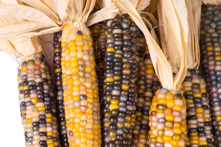 bunch of organic dried multicolored corn on the cob ready to pop popcorn or make grit isolated on...