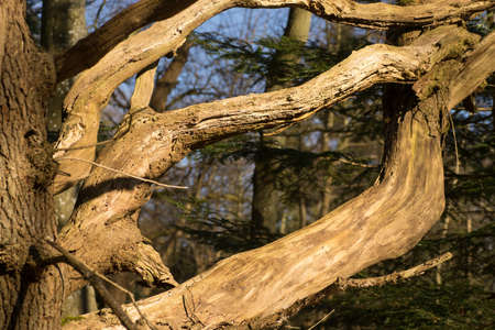 close up of old branches on tree, with blurred background and blue sky