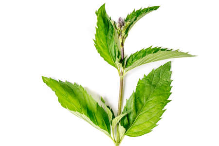 Organic Mint leaves isolated on white backgroundの写真素材