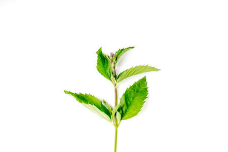 Organic Mint leaves isolated on white backgroundの写真素材