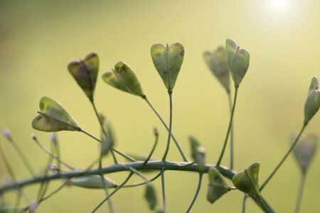 Love green natureの写真素材