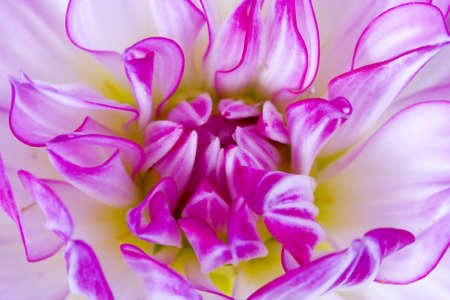 purple flower macroの写真素材