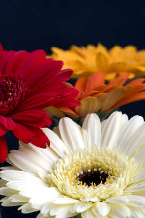 Multiple Gerbera Flowers on a black background の写真素材