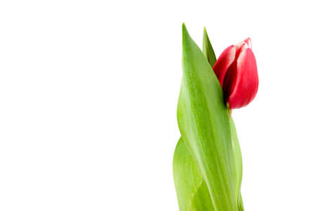 Pink Tulip macro closeupの写真素材