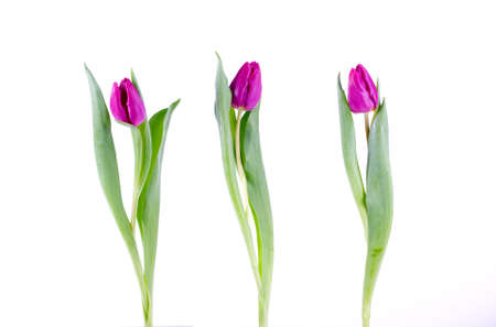 Composition of Three purple tulipsの写真素材