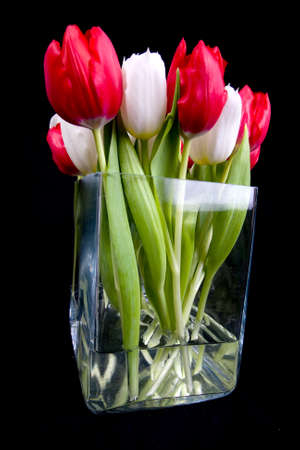 small tulips in vaseの写真素材