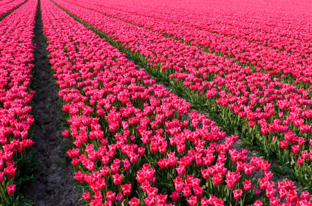 pink tulip fieldの写真素材
