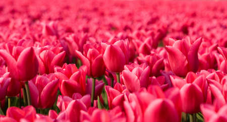 pink tulip fieldの写真素材